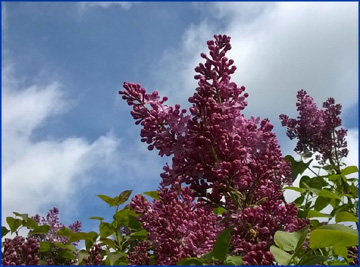 Lilacs